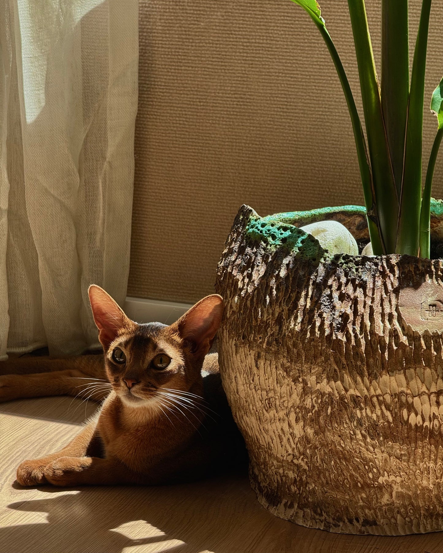Big Sculptural Planter